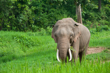 Obraz premium Male Asian Elephant in grassland
