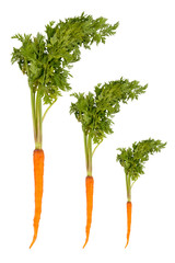 fresh carrot on white background