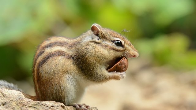クルミを食べるエゾシマリス