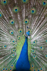 Obraz premium Indian peafowl with opened tail