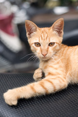 Cat, kitten on a motorcycle