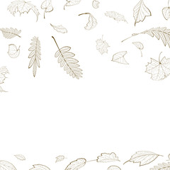 Fall leaf skeletons autumn design template.