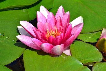 red waterlily, detail of bloom