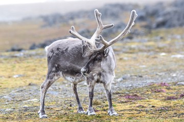 WIld Arctic reindeer