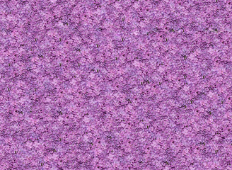 Seamless texture of violet lilac