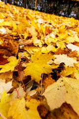 Gelbe Blätter im Herbst