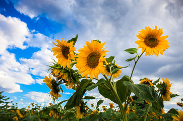 Beautiful sunflowers in the field with bright blue sky