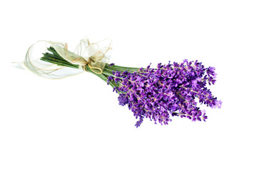 Lavendel vor weißem Hintergrund