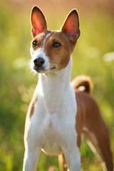 Small hunting dog breed Basenji