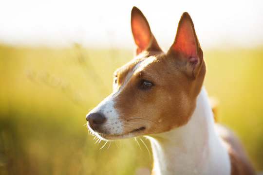 Muzzle Red Basenji Dog