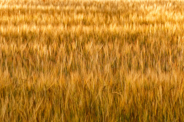 golden wheat