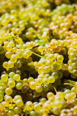 Weinlese im Weingarten © Gina Sanders