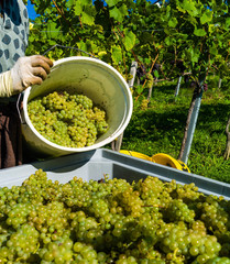 Weinlese im Weingarten