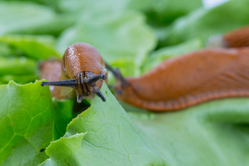 Schnecke mit Salatblatt