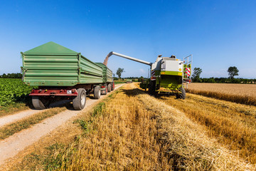 Getreidefeld mit Weizen bei der Ernte