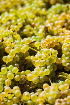 Weinlese im Weingarten