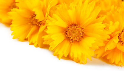 Beautiful wild flowers close up