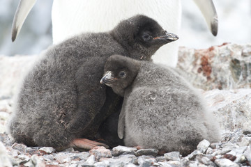 two young chicks in the nest Adelie penguin © Tarpan