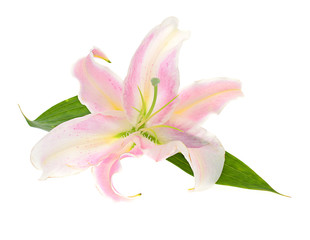 Pink Lily Isolated on White Background