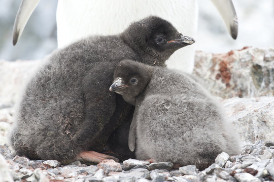 two young chicks in the nest Adelie penguin