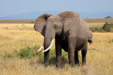 Fototapeta na wymiar African elephant, Amboseli National Park