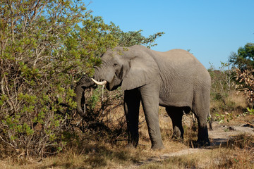 Fototapeta na wymiar Feeding African elephant