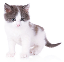 Fototapeta premium Cute little kitten isolated on white