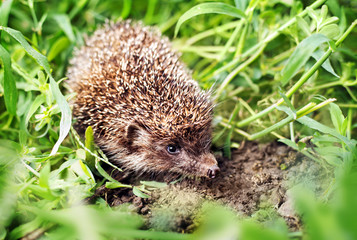 Hedgehog in the grass