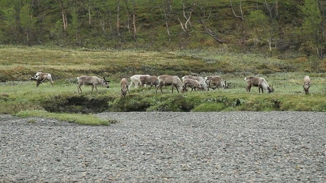 Reindeer grazing in Lapland