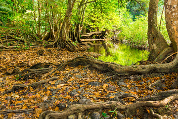 Big tree root in the forest