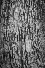 Black and white tree bark texture