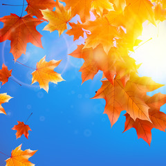 Delicate autumn sun with glare on blue sky.