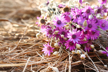 Beautiful wild flowers on straw close-up