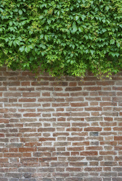 Green Ivy and brown brick wall