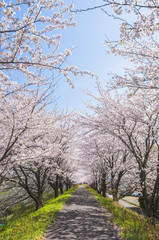 桜並木