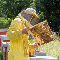 Backlit honeycomb with bees. Apiculture, square crop.