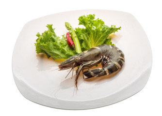 Tiger prawn