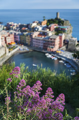 Flower with village background in Vernazza, Cinque Terre, Italy