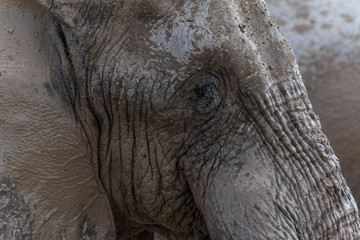 Elephant face