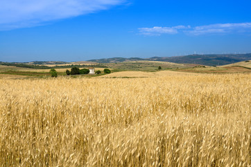 Sardegna, Suelli (Ca), distese di grano