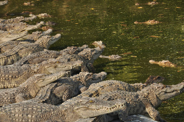 Siamese crocodile
