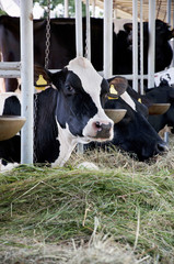 Cow eating
