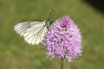 Baumweissling, Baum-Weissling, Aporia, crataegi,