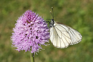 Baumweissling, Baum-Weissling, Aporia, crataegi,