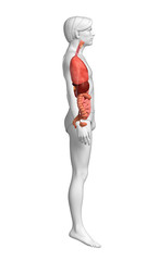 Digestive system of male body