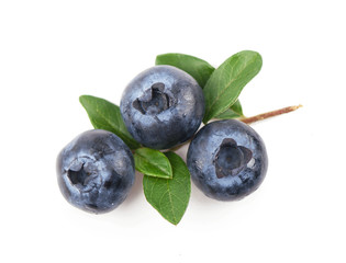 Mature bilberry