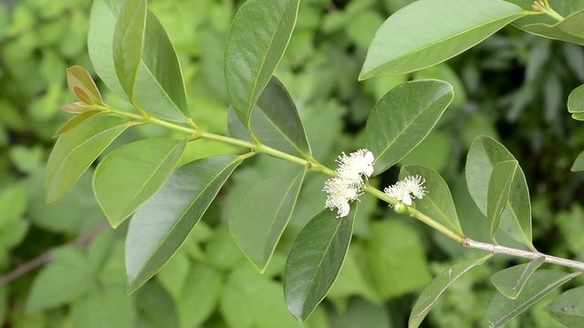 緑をバックにイエローストロベリーグアバの花