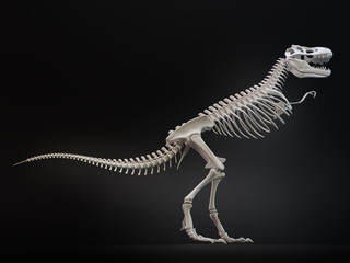 Tyrannosaurus rex skeleton. © Mopic