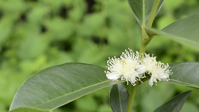 緑をバックにイエローストロベリーグアバの花