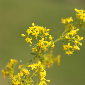 Labkraut; Galium; Verum;